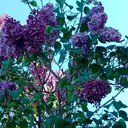 シャレー Koliba Boema デスポトヴァツ