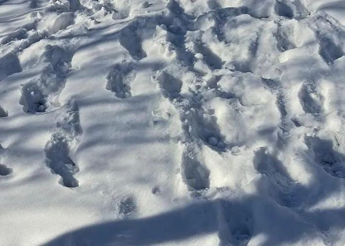 Koliba Boema シャレー デスポトヴァツ