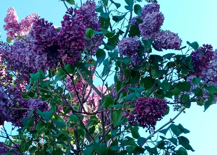 シャレー Koliba Boema デスポトヴァツ