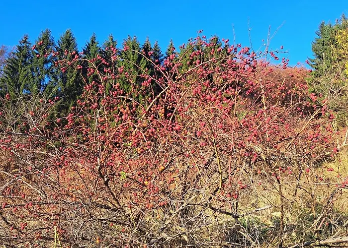 Koliba Boema シャレー