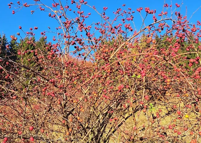 Koliba Boema デスポトヴァツ