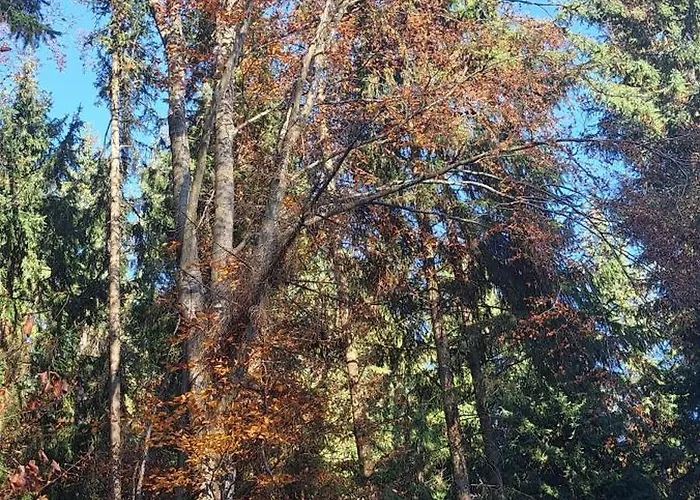 Koliba Boema * デスポトヴァツ